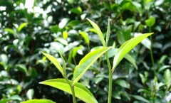 汤香――普洱茶的独特品饮价值