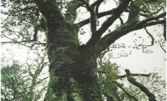 ��֪���ն��Ų����ҹ��ж��ٿ���