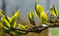 �ն�����ĺ泴�㡢���㡢����ͻ��㡢����