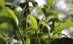春困？让古树普洱春茶来唤醒你