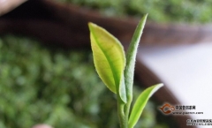 普洱茶2016涨还是跌光说没意义 还是要区分