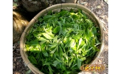 普洱茶,是拼配茶好还是纯料茶好?